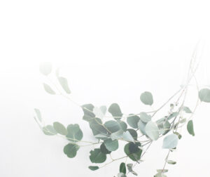 Minimalist design featuring soft eucalyptus branches in a clear vase against a bright white background, evoking a sense of calm and simplicity.