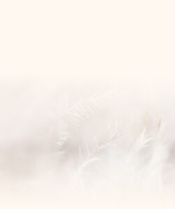 Abstract close-up of delicate, feather-like textures in soft white tones against a light beige background, creating a serene and ethereal atmosphere.