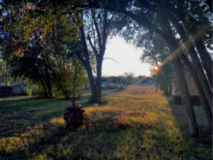 A grassy field with trees and The Chi Center in the background.