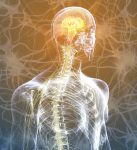 Visualization of the human nervous system highlighting the brain, spinal cord, and neural connections, symbolizing the integration of mind and body for health and well-being.