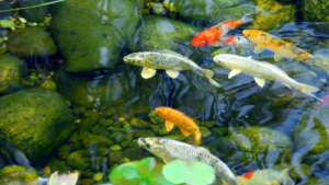 Colorful koi fish swimming gracefully in a clear pond surrounded by green stones and water plants, symbolizing tranquility, balance, and natural beauty.