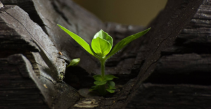 A vibrant green sprout emerging from the crevice of dark, weathered wood, symbolizing resilience, growth, and new beginnings in challenging environments.