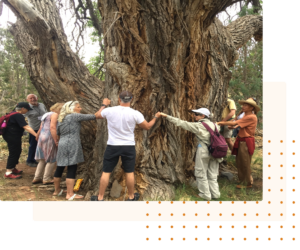 Group of people connecting with the ancient Grandmother Tree, a symbol of wisdom and nature's resilience, in a serene forest setting during a healing and grounding retreat.
