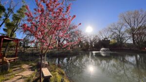 Idyllic view of a pond at The Chi Center, featuring a blossoming pink tree, a wooden Buddha statue, and a tranquil water fountain reflecting the bright sun and surrounding trees on a clear day.