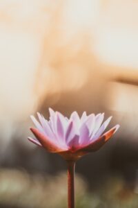 Close-up of a blooming pink lotus flower with soft, golden sunlight in the background, symbolizing peace and serenity.