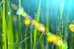 Close-up of vibrant green leaves with droplets of water in a refreshing rain, accented by bright bokeh lights and a serene blue background.