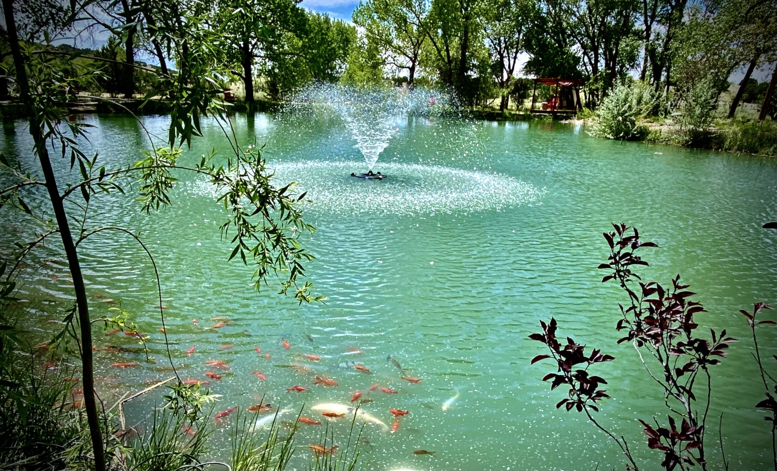 Peaceful pond with sparkling water fountain surrounded by greenery and colorful koi fish swimming near the surface, creating a tranquil nature scene.