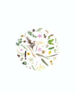 Flat-lay arrangement of various dried flowers, leaves, and botanical elements forming a circular design on a white background, symbolizing natural beauty and harmony.