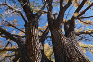Majestic tree trunks reaching toward a clear blue sky, adorned with golden autumn leaves, symbolizing strength and natural beauty.
