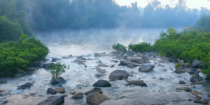 Misty morning view of a forest with dense green trees enveloped in soft fog, creating a tranquil and mystical atmosphere.