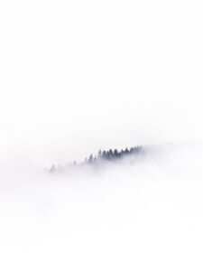 A serene landscape of a treeline emerging through a dense layer of mist, evoking a sense of calm and tranquility.