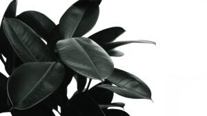 Black and white close-up of tropical rubber plant leaves with bold textures and a minimalist aesthetic on a white background.