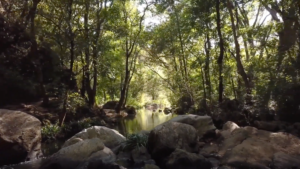 Tranquil forest scene with sunlight filtering through lush green trees, a calm stream flowing over rocks, and a serene natural setting perfect for relaxation and reflection.
