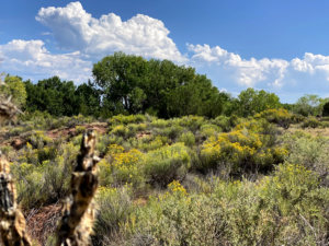 Expansive desert landscape at The Chi Center, showcasing vibrant yellow wildflowers, lush green trees, and a backdrop of dramatic white clouds against a clear blue sky.