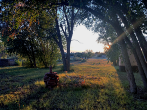 A serene image of The Chi Center's grounds at sunrise, featuring a tranquil meadow framed by trees and soft sunlight filtering through, highlighting the natural beauty and peaceful atmosphere.
