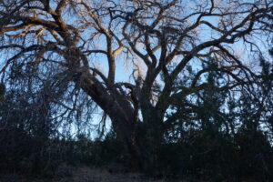 A majestic, sprawling tree with bare branches against a twilight sky, surrounded by dense foliage, showcasing the beauty of nature's resilience and tranquility.