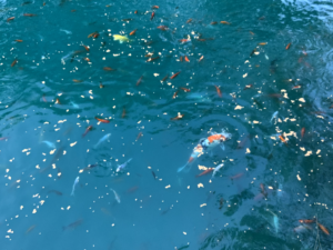 Tranquil koi pond with clear blue water, reflecting sunlight and featuring vibrant koi fish swimming peacefully, creating a serene garden atmosphere.