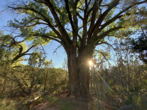 Grandfather Tree at Southwest Sanctuary - a majestic ancient tree with sprawling branches illuminated by sunlight, surrounded by lush forest greenery.