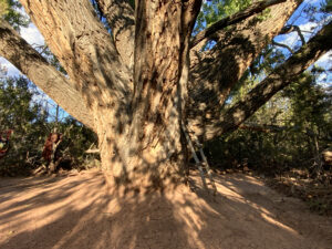 Massive tree trunk with sprawling branches under dappled sunlight, accompanied by a wooden ladder resting against its base, surrounded by a serene forest clearing.