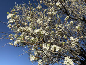 Spring blossoms on tree branches set against a deep blue sky, capturing the serene beauty of nature at The Chi Center.