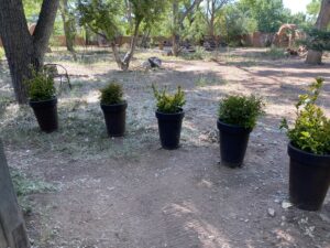 Outdoor garden area with a row of black potted plants on a dirt pathway, surrounded by trees, chairs, and rustic fencing, creating a peaceful natural setting.