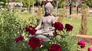 Tranquil garden scene at The Chi Center featuring a meditative Buddha statue surrounded by vibrant red peonies and lush greenery, offering a serene atmosphere.