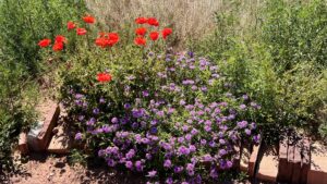Vibrant garden at The Chi Center featuring bright red poppies and purple verbena, set against a backdrop of natural greenery and sunlit serenity.