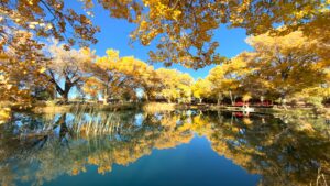 Stunning view of a pond reflecting golden autumn trees under a clear blue sky, with tall reeds and vibrant foliage framing the peaceful waters, creating a serene and picturesque natural landscape.