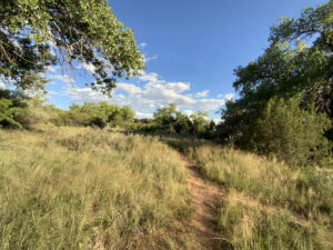 Scenic trail leading through tall grasses and lush greenery toward the Grand Trees and Wilderness, with a bright blue sky and fluffy clouds overhead, creating a peaceful nature setting.
