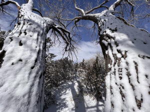 Snow-covered trees framing a serene winter pathway under a bright blue sky, showcasing the beauty of a peaceful snowy landscape.