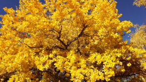 Brilliant yellow foliage of a tree in full autumn bloom against a vibrant blue sky, capturing the beauty of the fall season.