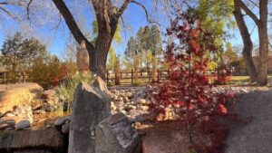 Serene garden scene at The Chi Center featuring a red maple tree, a tranquil stone fountain, and a peaceful statue set against a backdrop of tall trees and a rustic wooden fence.