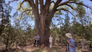 Group of people gathered around grandfather tree in a peaceful forest setting, with one person observing from a distance wearing a sun hat, surrounded by greenery and clear blue skies