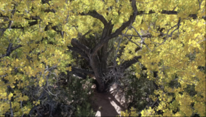 A majestic aerial view of a tree with vibrant yellow autumn leaves, surrounded by green foliage and casting intricate shadows on the ground below.