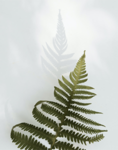 Delicate fern leaf casting a soft shadow against a light, minimalistic background, evoking a sense of nature and tranquility