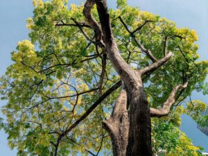A tall, robust tree with vibrant green and yellow foliage, its intricate branches reaching out against a clear blue sky, symbolizing life mastery, with a glimpse of a building in the background.