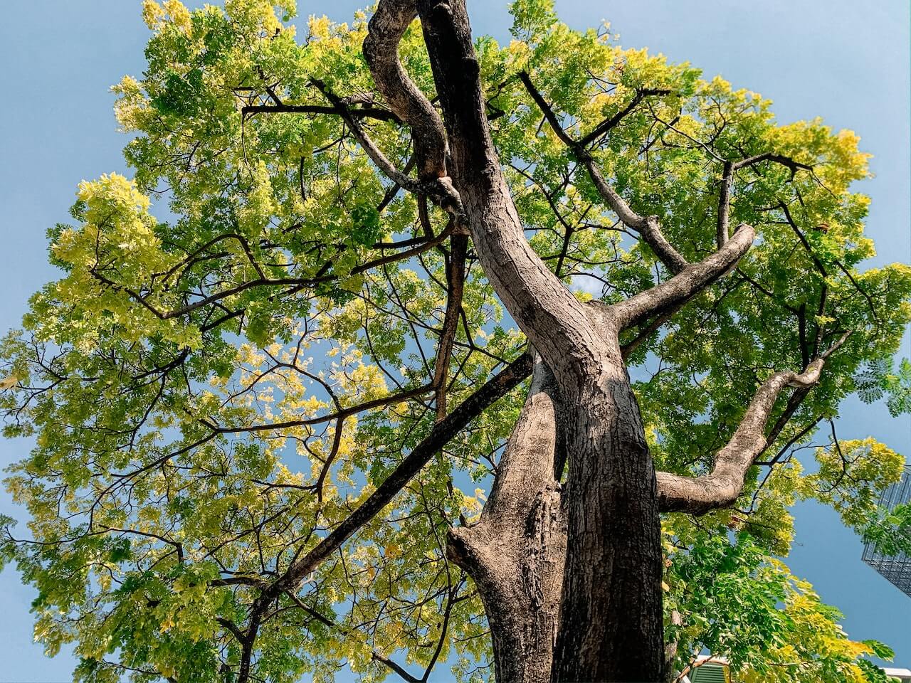 A tall, robust tree with vibrant green and yellow foliage, its intricate branches reaching out against a clear blue sky, symbolizing life mastery, with a glimpse of a building in the background.