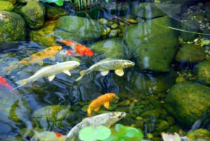 Colorful koi fish swimming gracefully in a clear pond surrounded by green rocks and aquatic plants, symbolizing tranquility and natural beauty.