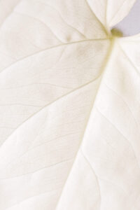 Close-up of a delicate, pale leaf showcasing intricate vein patterns and soft natural textures.