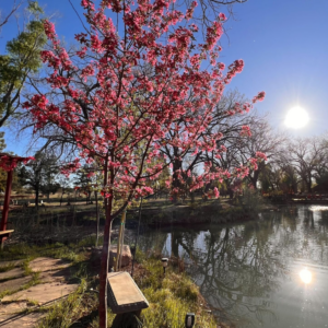 Serene outdoor scene featuring a blooming pink cherry blossom tree next to a reflective pond, with a wooden bench and the warm glow of the sun in a clear blue sky.