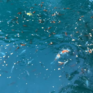 Peaceful koi pond with vibrant fish of varying colors swimming amidst scattered food on the surface, reflecting the tranquility of nature.