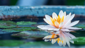 Serene close-up of a blooming white and yellow water lily floating on a pond surrounded by green lily pads, with its reflection visible in the calm water.