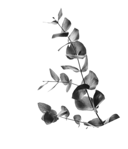 Black-and-white close-up of a eucalyptus branch with delicate, rounded leaves, showcasing natural elegance and simplicity.
