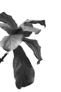 Black-and-white close-up of a large leaf with intricate textures and organic curves, highlighting natural beauty and simplicity.