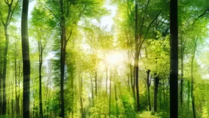 Sunlight filtering through a lush green forest, creating a serene and peaceful natural atmosphere.