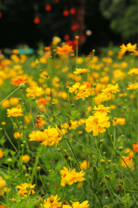 A vibrant field of yellow and orange wildflowers in full bloom, radiating warmth and energy. The flowers are gently swaying, symbolizing natural vitality, growth, and the abundance of life energy, echoing themes of rejuvenation and connection to nature in Energy Medicine.