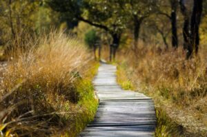 A winding wooden pathway stretches through a serene field of tall golden grasses, bathed in warm sunlight. The boardwalk symbolizes a journey of exploration and healing, inviting one to walk gently into the natural beauty and tranquility of the surroundings.