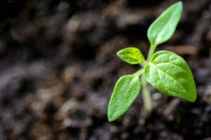 Close-up of a small green seedling sprouting from dark, rich soil, symbolizing new growth, vitality, and the potential for healing and transformation.