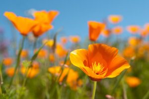 Close-up of a vibrant orange California poppy fully bloomed against a backdrop of more blurred poppies and a bright blue sky. The poppy's delicate petals capture the sunlight, highlighting the flower's natural beauty and serene setting, reminiscent of the peaceful and harmonious principles of Wisdom Healing Qigong.