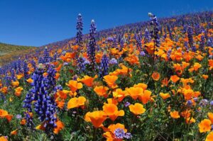 Vibrant landscape of a hillside covered in lush California poppies and blue lupin flowers under a clear blue sky. The intense orange of the poppies contrasts with the deep blue of the lupin, creating a visually stunning natural tapestry. This colorful scene is reminiscent of the balance and harmony found in Wisdom Healing Qigong practices, which seek to integrate the body with nature.